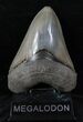 Georgia Megalodon Tooth - Great Color & Serrations #13273-1